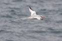 062 Red-billed tropicbird 09